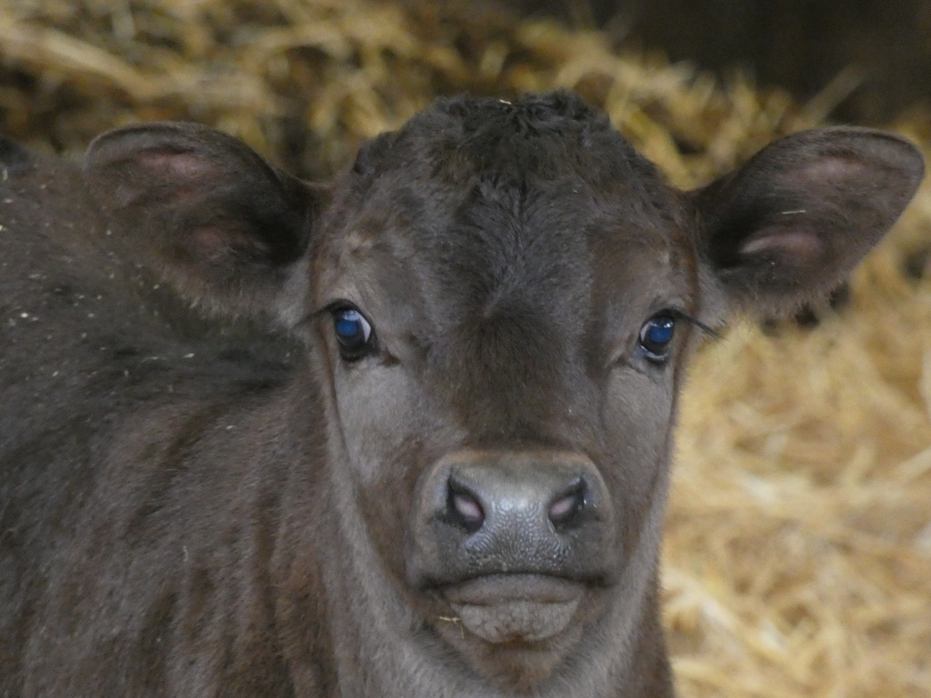 Close-up of a young, dark grey calf. Its large, expressive eyes, which appear to be blue, are prominent. The calf's fur appears soft, and it's standing in a barn with straw visible in the background. The overall impression is one of innocence and vulnerability.