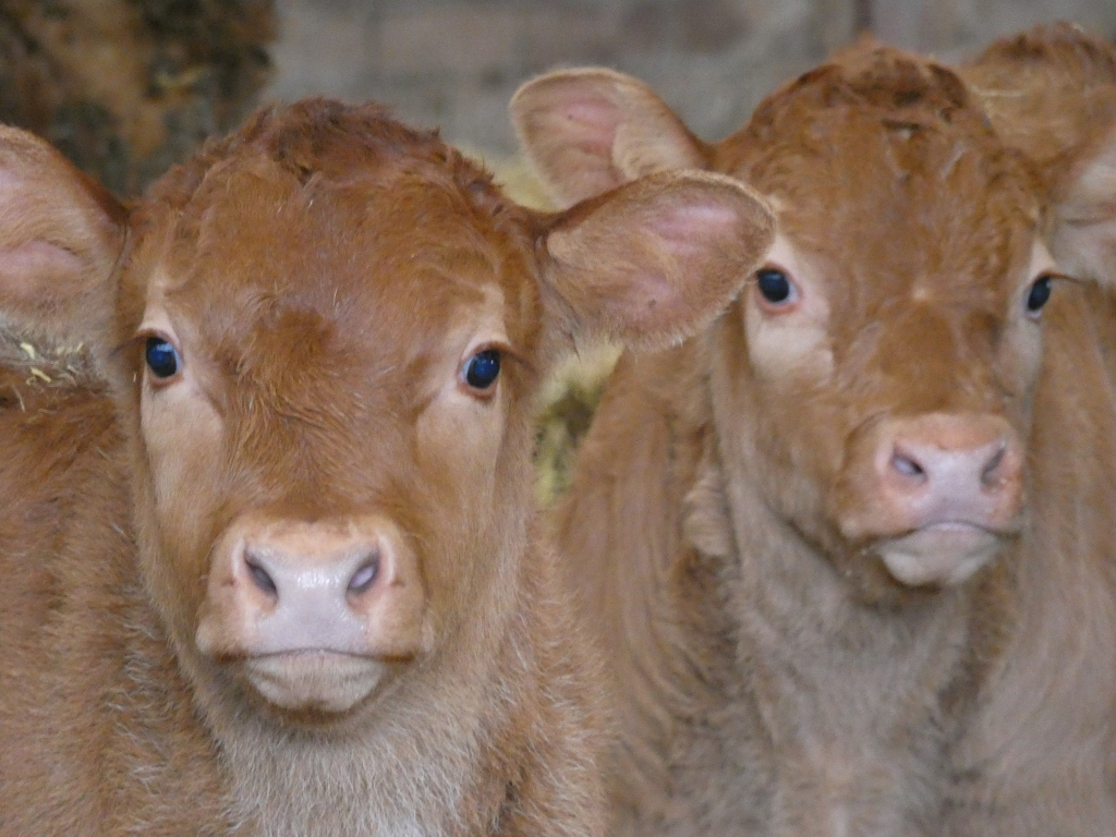 Two light brown calves standing close together. They are young, fluffy, and appear to be in a barn or similar enclosed space, suggested by the blurred background. The focus is on the two calves' faces, emphasising their soft features and large eyes.
