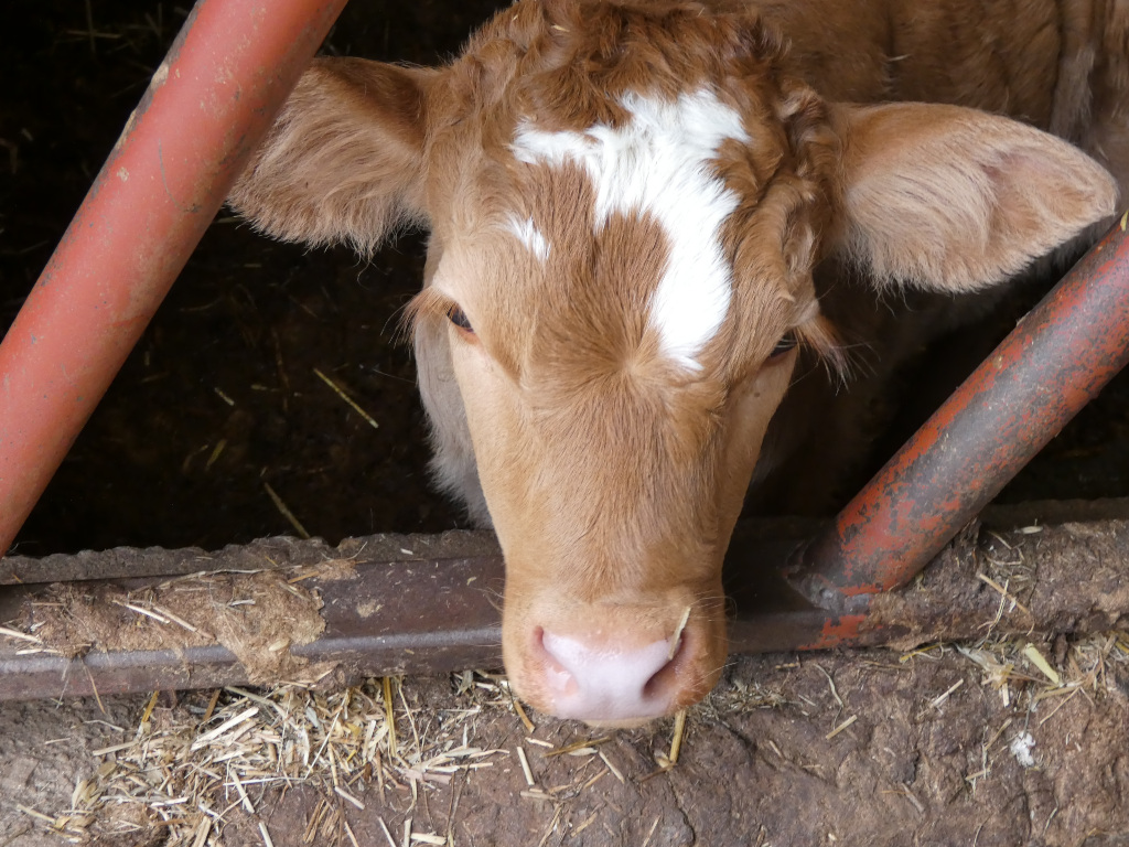 Close-up of a young, light brown calf's head. The calf has a distinctive white marking on its forehead in the shape of an upside-down V or a small, irregular U. It's looking directly at the camera from within a stall or enclosure, its head partially obscured by rusty metal bars. The floor of the stall is visible and appears to be composed of dirt and straw.