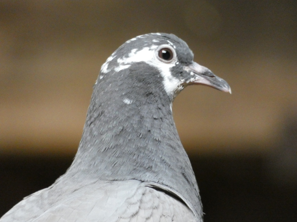 Close-up profile view of a pigeon. The pigeon is predominantly grey with distinctive white markings on its head and neck. The background is blurred, focusing attention on the bird.