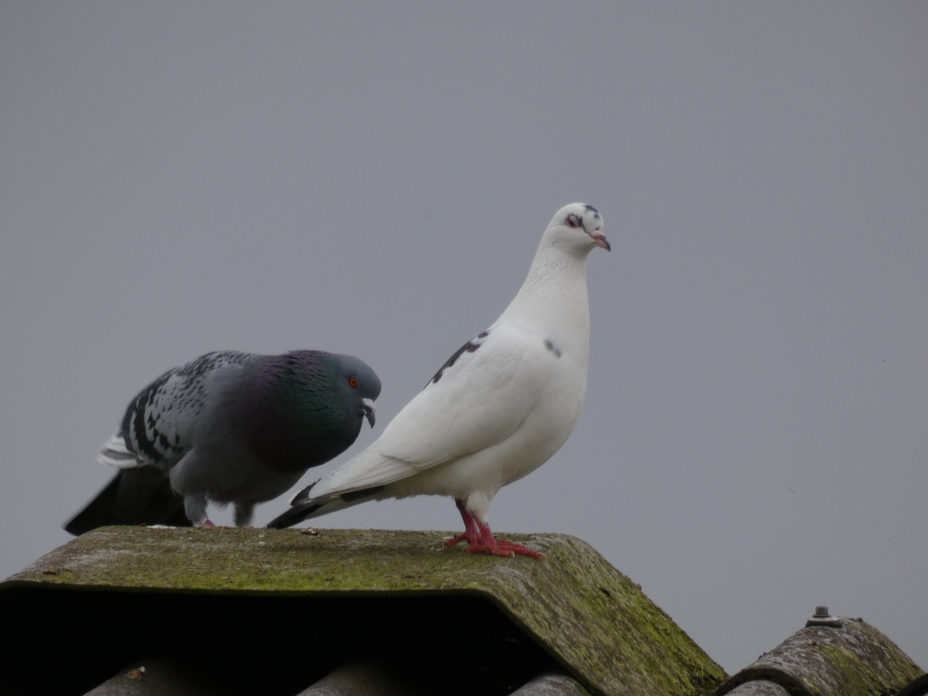 Two pigeons perched on a mossy rooftop against a muted grey sky. One pigeon is predominantly white with black markings on its wings and head, while the other is a darker grey and blue-grey. The white pigeon appears more upright and alert, while the grey pigeon is somewhat hunched over. The overall mood is somewhat quiet and subdued, reflecting the muted colours and the overcast sky.