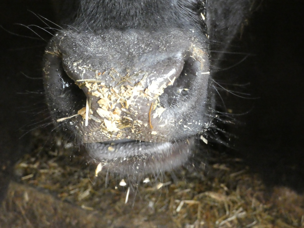 Close-up shot shows the nose and mouth of a black cow. The cow's nostrils are visible, and its nose and mouth are covered in bits of hay or straw, indicating it has recently been eating. The focus is sharply on the cow's face, while the background is blurred, showing a bed of hay or straw. The overall impression is one of a simple, everyday scene on a farm.