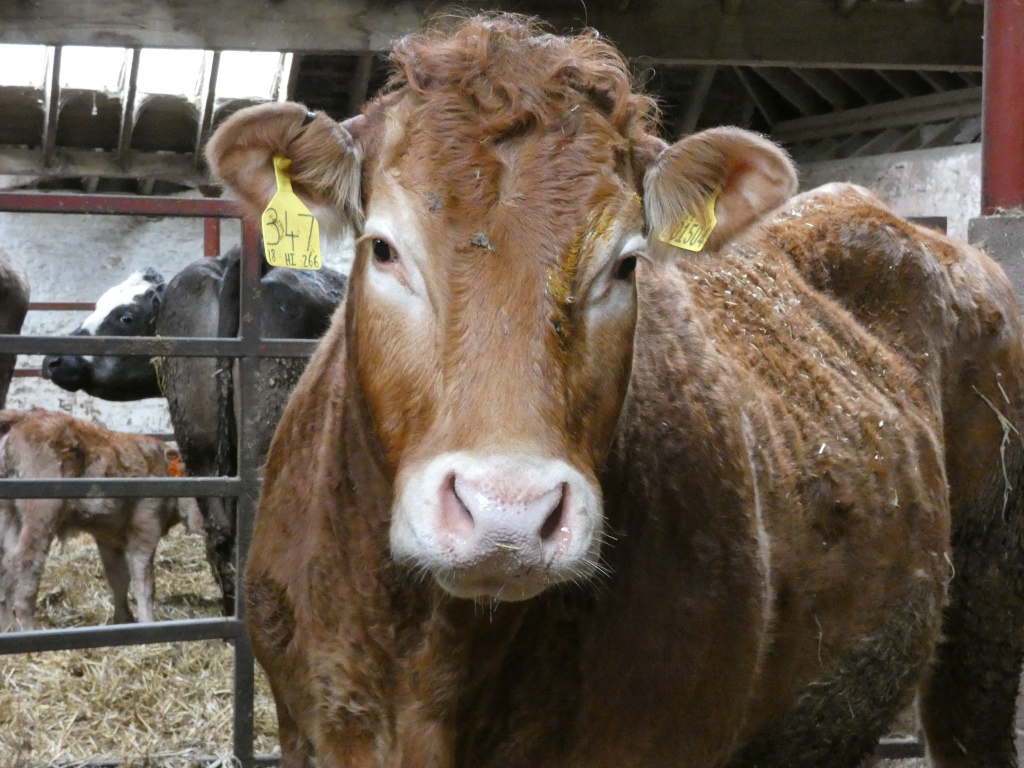 Close-up of a brown cow, standing in a barn setting. The cow is facing the camera directly, and it has visible yellow ear tags. Other cows and a calf can be seen in the background through a metal fence. The overall impression is that of a farm scene.