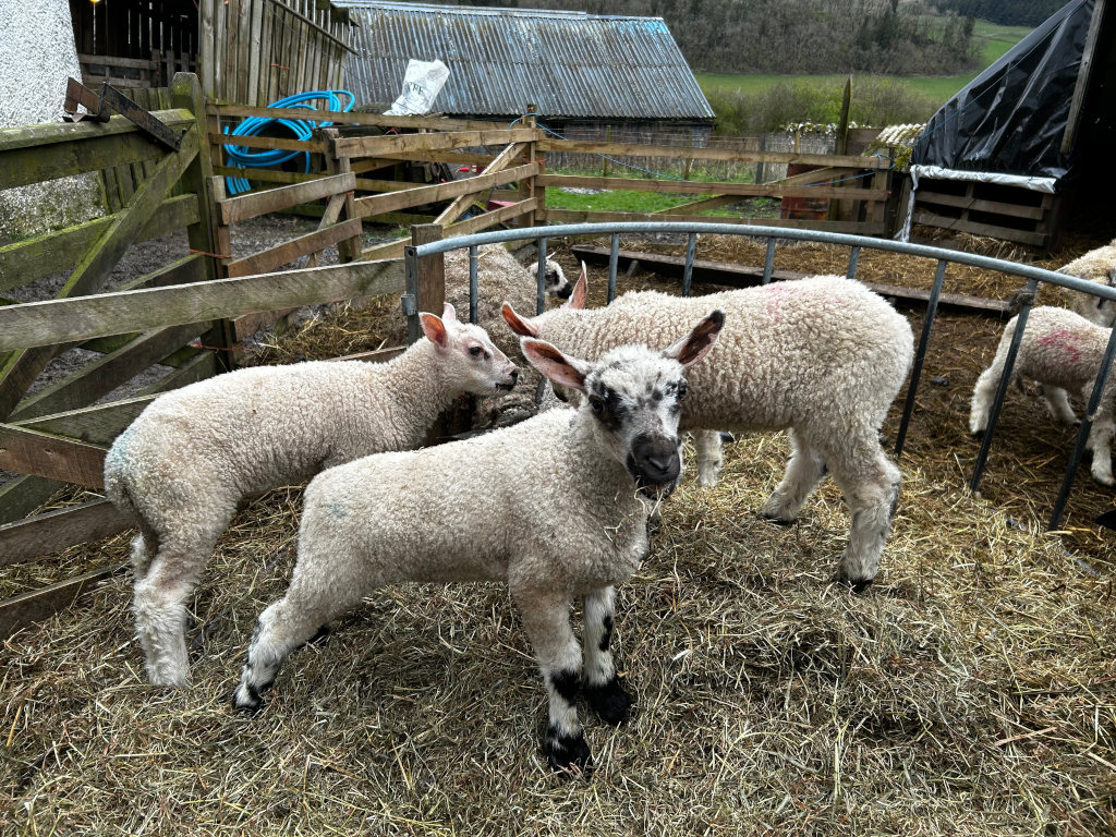 Three young lambs in a pen made of wood and metal, standing in hay. Two of the lambs are light cream-coloured, the other is mostly cream with some dark markings on its face and legs. The pen is situated in a farmyard setting with rustic wooden buildings and fencing visible in the background.