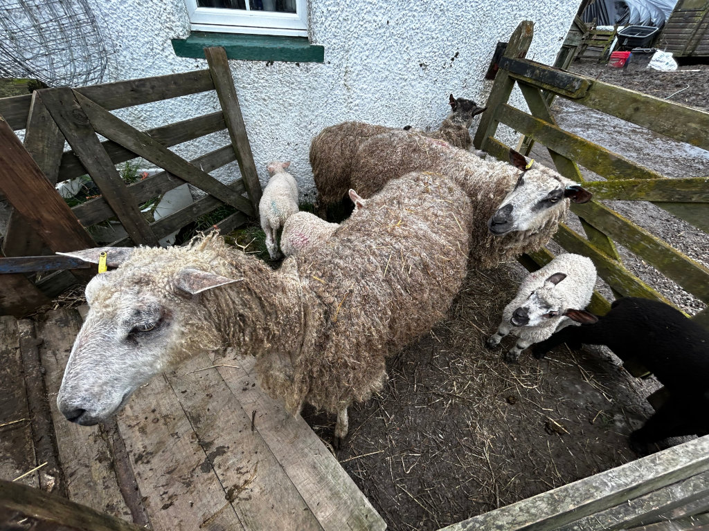 Group of sheep and lambs in a wooden enclosure, next to a whitewashed building. The sheep are mostly light-grey and brown, with one black lamb present. The lambs appear young and some of the sheep have long, shaggy coats.