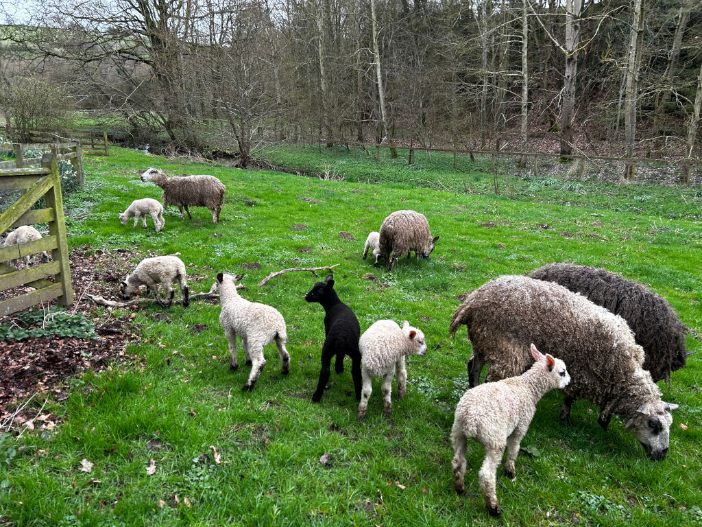 Flock of sheep and lambs grazing in a grassy field. The sheep are mostly light-coloured, with a few darker ones and one black lamb. They are situated in a pastoral setting, with trees and a wooden fence visible in the background. The overall mood is peaceful and idyllic.