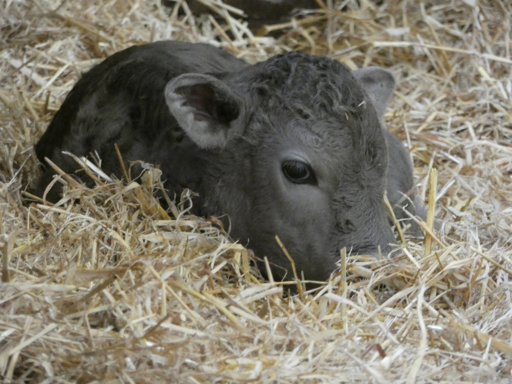 Newborn, dark grey calf nestled in a bed of straw. The calf is mostly hidden in the straw, with only its head and part of its body visible. Its eyes are slightly open, and it appears to be resting. The overall impression is one of peacefulness and new life.