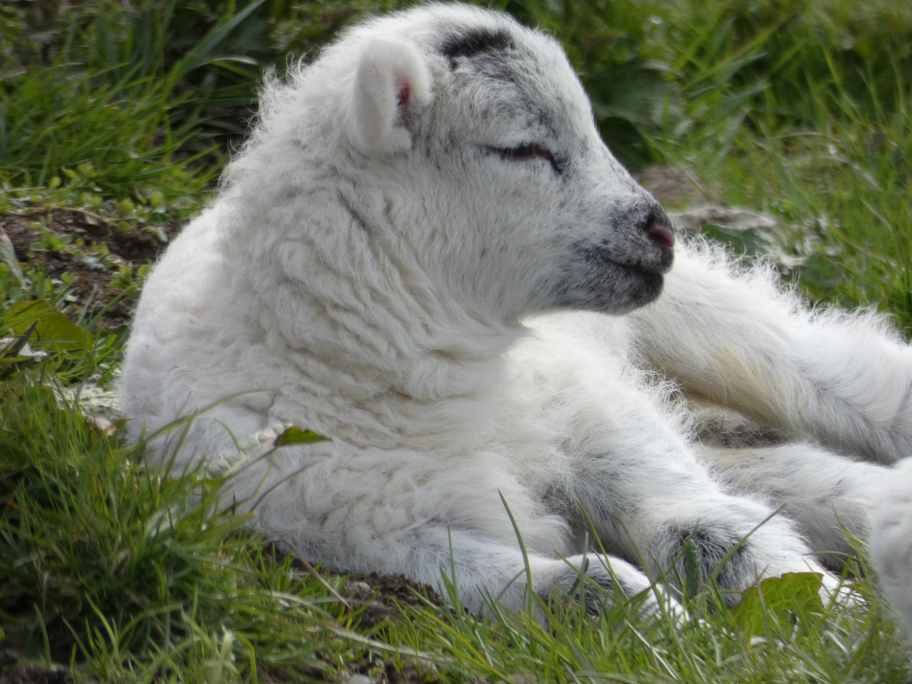 Young lamb, predominantly white with some grey markings on its head, lying down in a patch of green grass. It appears to be resting or sleeping peacefully. The lamb's fur is thick and fluffy. The overall impression is one of innocence and tranquillity.