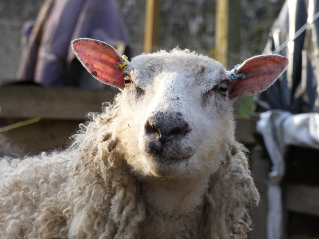 Close-up of a sheep's face. The sheep has thick, somewhat dirty, white wool, and its ears are tagged with small coloured clips. The sheep appears to be looking directly at the camera, with a slightly curious or perhaps slightly grumpy expression. The background is blurred but shows a rural setting with wooden structures and possibly some tarps or coverings.