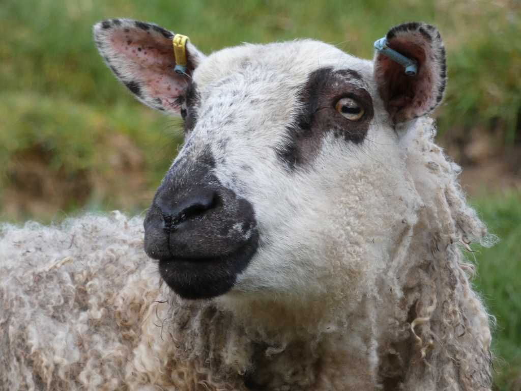 Close-up of a sheep's face. The sheep is predominantly white with black markings on its face and ears. Its fleece is long and somewhat unkempt, and it has yellow and blue ear tags. The background is blurred, suggesting a grassy field. The sheep's expression appears somewhat curious or alert.