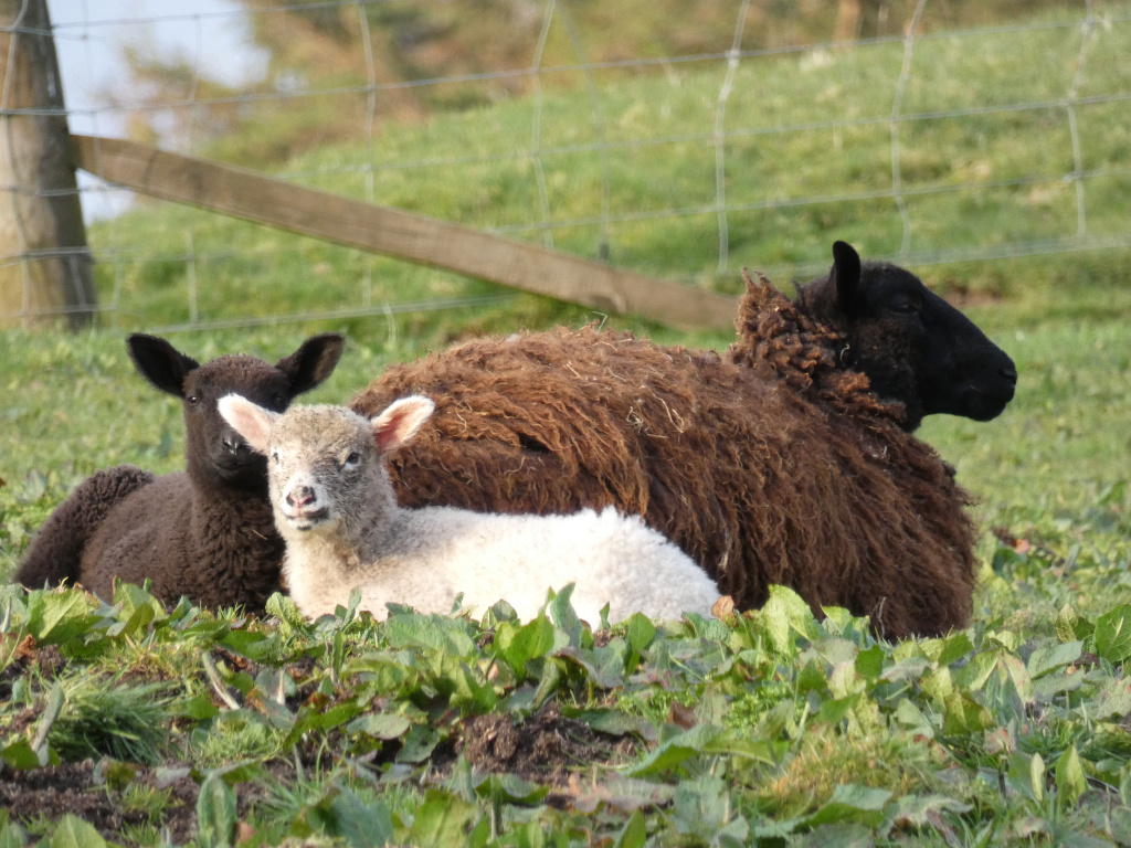 Three sheep in a grassy field, partially obscured by vegetation. A black sheep and a brown sheep are positioned behind a smaller, light-colored lamb. All three appear to be resting. The scene is peaceful and pastoral.