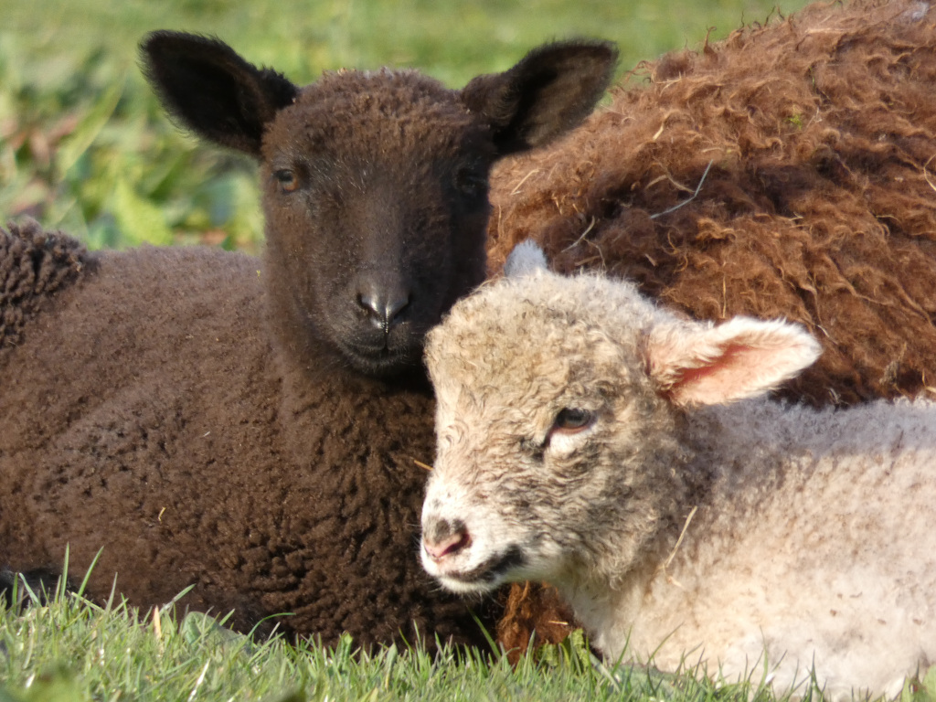 Three lambs lying in the grass. Two of them are in the foreground, a dark brown lamb and a light tan/grey lamb. A third lamb, with dark brown wool, is visible in the background, partially obscured by the other two. The lambs appear young and are huddled together.