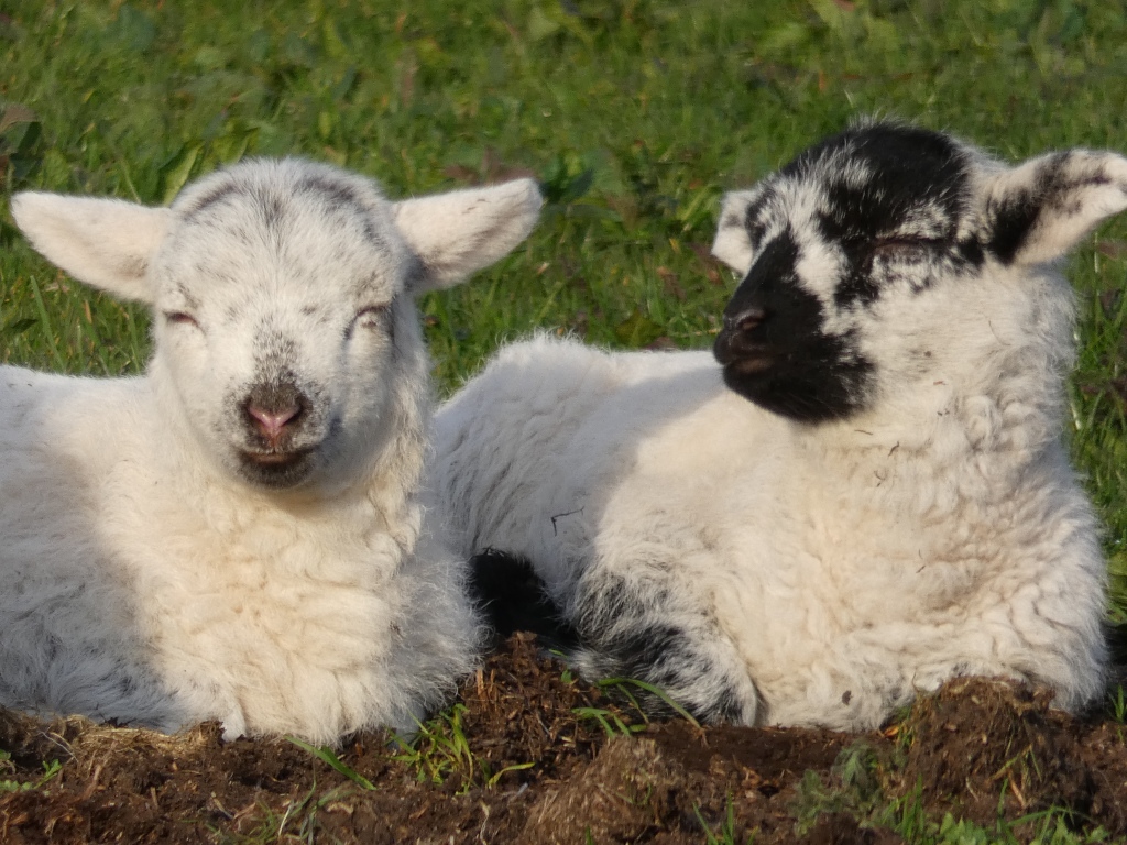 Two young lambs lying down in a grassy field. One lamb is predominantly white, while the other has distinctive black markings on its face and legs. Both lambs appear to be resting peacefully, with their eyes closed or nearly closed. The setting is outdoors, with lush green grass visible in the background. The overall impression is one of serenity and the innocence of newborn animals.