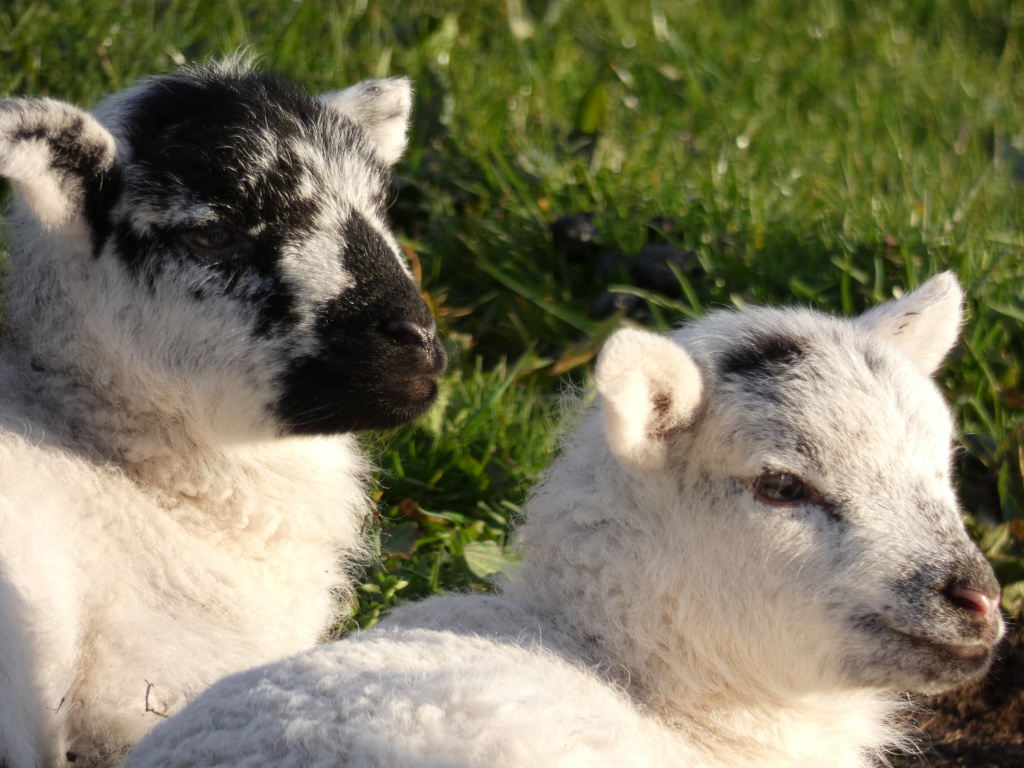 Two lambs lying down in a grassy field. They are both predominantly white with black markings on their faces and heads. The lamb in the foreground is slightly smaller and positioned more to the right, while the other lamb is slightly larger and located more to the left of the frame. Both lambs appear young and fluffy. The overall impression is one of peaceful rural life.