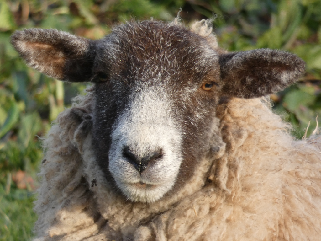 Close-up view of a sheep's face. The sheep has dark brown fur on its head and ears, contrasting with its lighter, tan-colored fleece. The sheep's expression is calm, and it appears to be looking directly at the camera. The background is blurred, showing green vegetation.