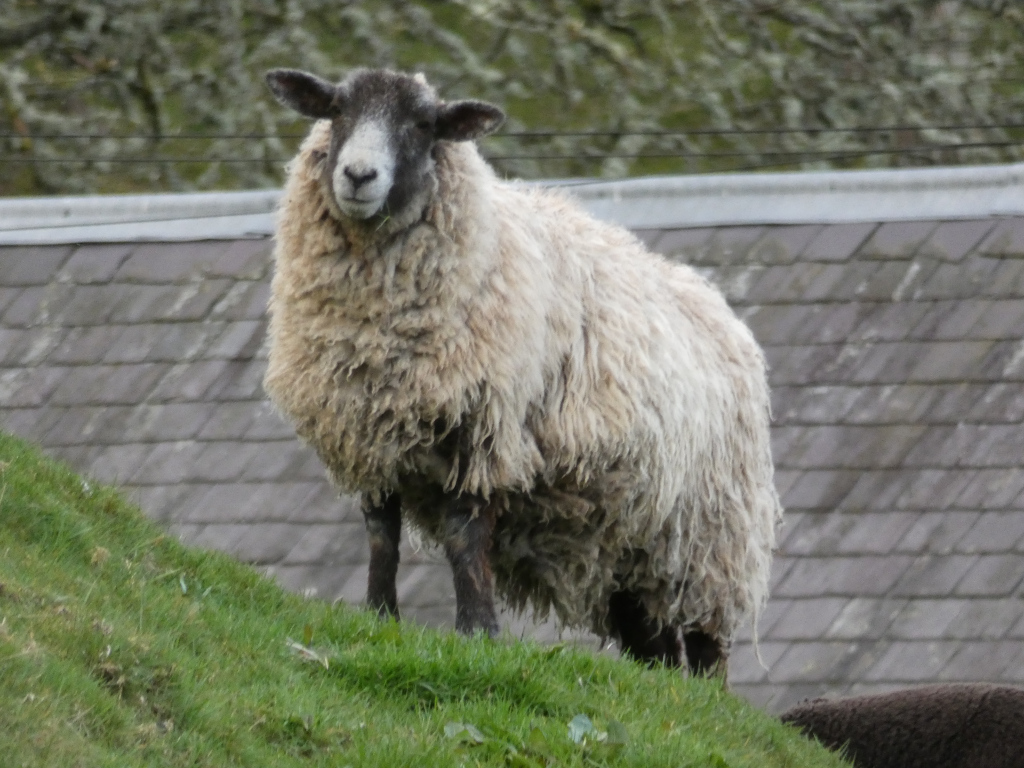 Sheep standing on a grassy hillside in front of a slate roofed building. The sheep is predominantly light-colored with darker legs and a dark face. Its wool appears thick and somewhat unkempt. A small portion of another dark-colored sheep is visible at the bottom right of the image. The background is slightly blurred but shows some vegetation.