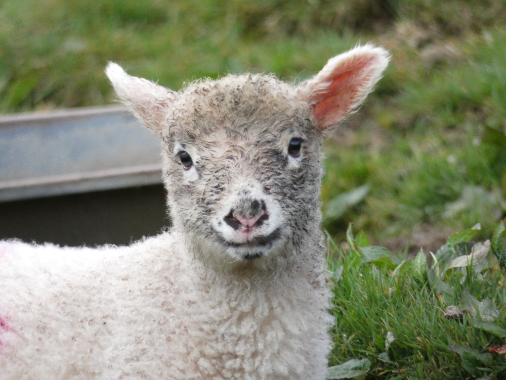 Close-up of a young lamb. The lamb is predominantly white with grey patches on its face and head. It has a pink nose and ears and its fur appears soft and woolly. The background is blurred but shows green grass. A portion of a dark gray object is visible in the lower left corner, possibly a trough or fence. The lamb's expression is relatively placid and it looks directly at the camera. A faint pink marking is visible near the lamb's shoulder.
