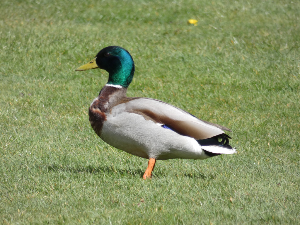 Male mallard duck standing in a grassy area. The duck is in profile view, facing to the left of the frame. Its characteristic iridescent green head, yellow bill and brown and grey body are clearly visible, as are its orange legs. The background is softly blurred, focusing attention on the duck.