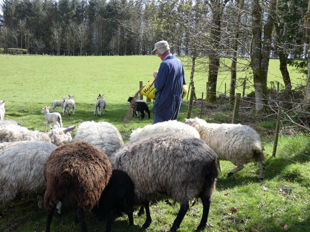 Farmer in a blue coverall and a cap feeding sheep and lambs in a pasture. He's pouring feed from a yellow bag. The sheep are a mix of adults and young lambs, various colors and breeds, and are gathered around him. The background is a green field bordered by trees.
