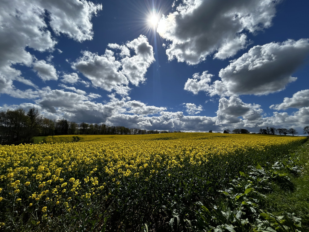 Vibrant yellow rapeseed field stretching to the horizon under a dramatic, partly cloudy sky. The sun shines brightly, casting rays through the clouds. A line of trees is visible in the distance, bordering the field. The overall impression is one of bright, sunny day in a rural landscape.