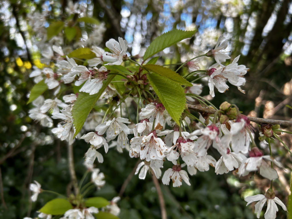 Close-up of a branch laden with delicate white cherry blossoms. The blossoms are clustered together, displaying their five-petalled structure and prominent stamens. The vibrant green leaves provide a striking contrast to the white flowers. The background is softly blurred, suggesting a natural wooded setting, with dappled sunlight filtering through the trees. The overall impression is one of springtime freshness and natural beauty.