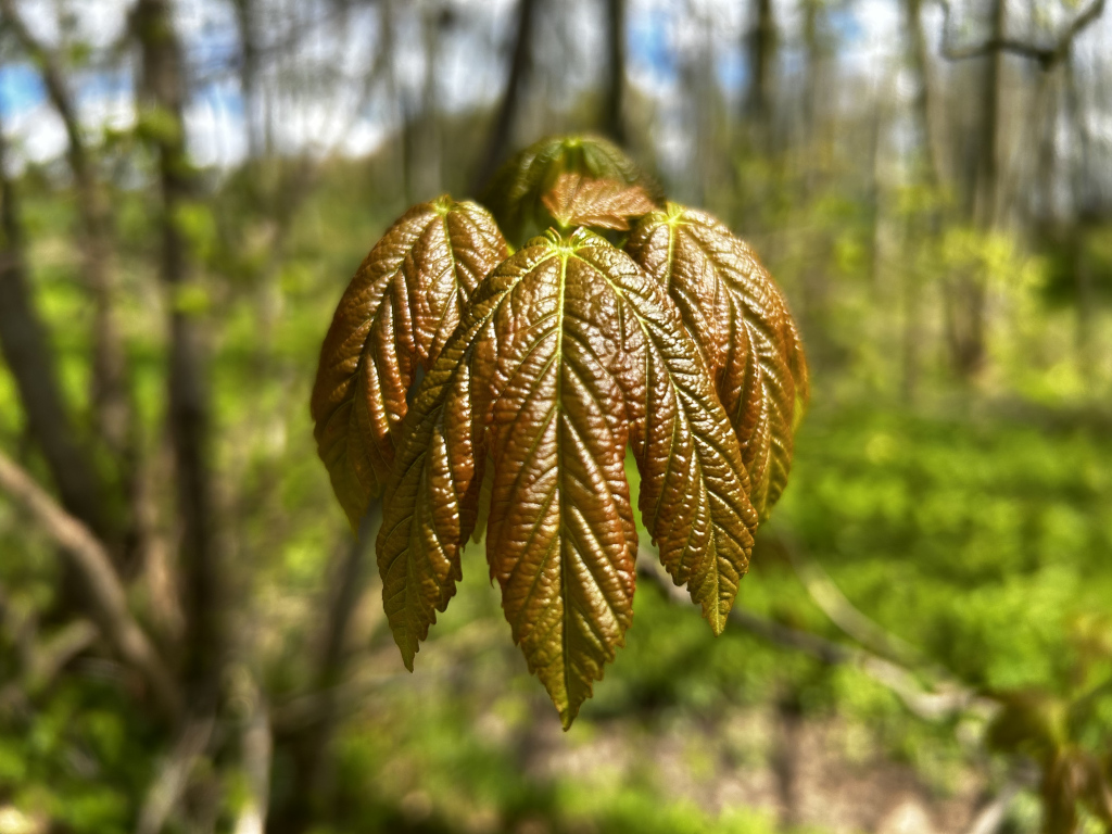 Close-up of a cluster of young, reddish-brown maple leaves. The leaves are sharply in focus, while the background is a softly blurred woodland scene of trees and greenery, suggesting a springtime setting. The colour contrast between the vibrant new leaves and the muted background enhances the detail and beauty of the new growth.