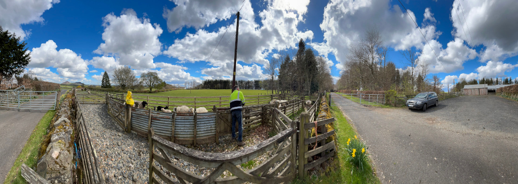 Panoramic image captures a vibrant springtime scene on a farm. A person in a high-visibility vest is tending to a flock of sheep within a rustic, wooden and corrugated metal pen. Another person in a yellow raincoat is visible near the pen. The sheep are a mix of white and black. The setting is idyllic, with lush green pastures extending into the distance under a bright blue sky dotted with fluffy white clouds. A gravel driveway leads towards a building in the background, and a dark-coloured SUV is parked nearby.