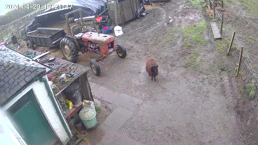 Rural farmyard scene. A rusty red tractor with a trailer is parked near a small building. A dark brown sheep stands in the muddy yard in front of the tractor. The overall impression is one of a working farm, possibly in damp or wet conditions.