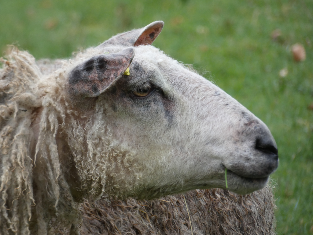 Close-up profile view of a sheep's head and neck. The sheep has long, shaggy, light grey and off-white fleece, and its ears have distinct darker markings. A small piece of grass is visible near its mouth. The background is blurred but shows a green grassy field.