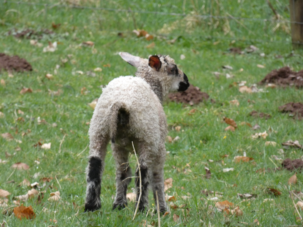 Lamb, viewed from behind, standing in a grassy field. The lamb has light-coloured wool and dark legs. The background is blurred but shows more grass and some signs of animal activity (possibly molehills).
