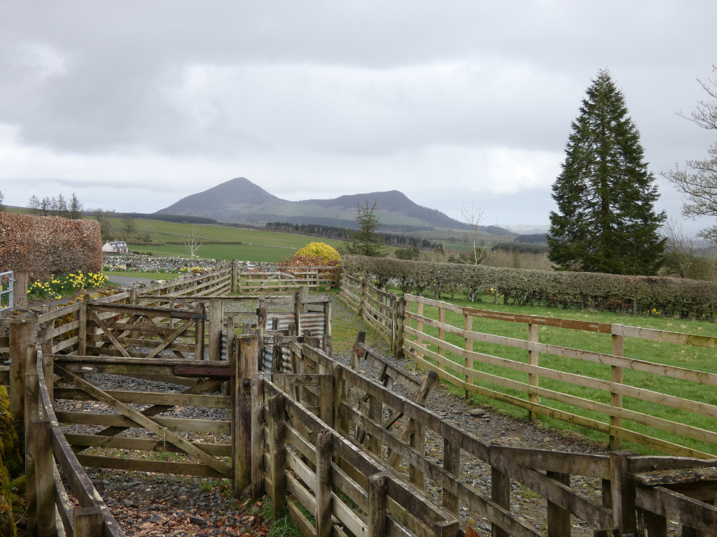 Rural landscape, likely in the UK, featuring a rustic wooden fence leading towards a grassy field. Beyond the field, rolling hills rise to meet two prominent, dark-colored peaks under a cloudy sky. A tall evergreen tree stands prominently to the right of the frame, and a hedge runs parallel to the fence. The overall mood is calm and pastoral, suggesting a quiet, agricultural setting. The daffodils in the foreground add a splash of bright yellow against the muted colours of the landscape.