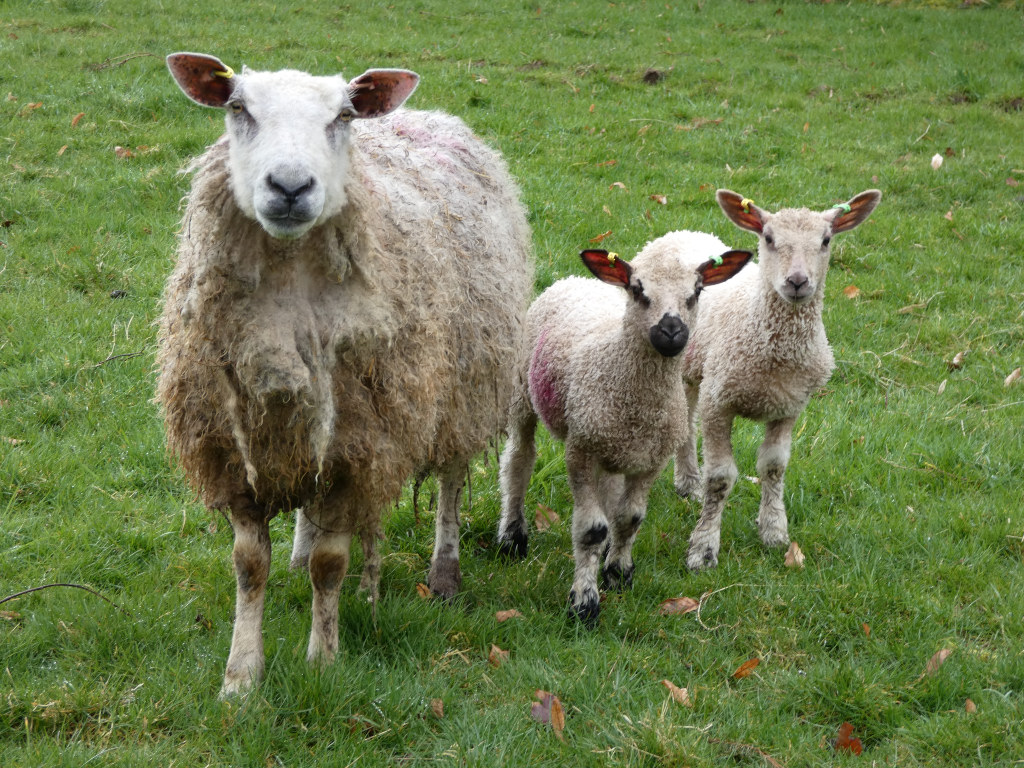 Ewe and her two lambs standing in a lush green pasture. The ewe is in the foreground, slightly larger than her lambs, who are positioned slightly behind and to either side of their mother. All three sheep appear healthy and well-cared for. The overall impression is one of pastoral tranquillity and the natural cycle of life.