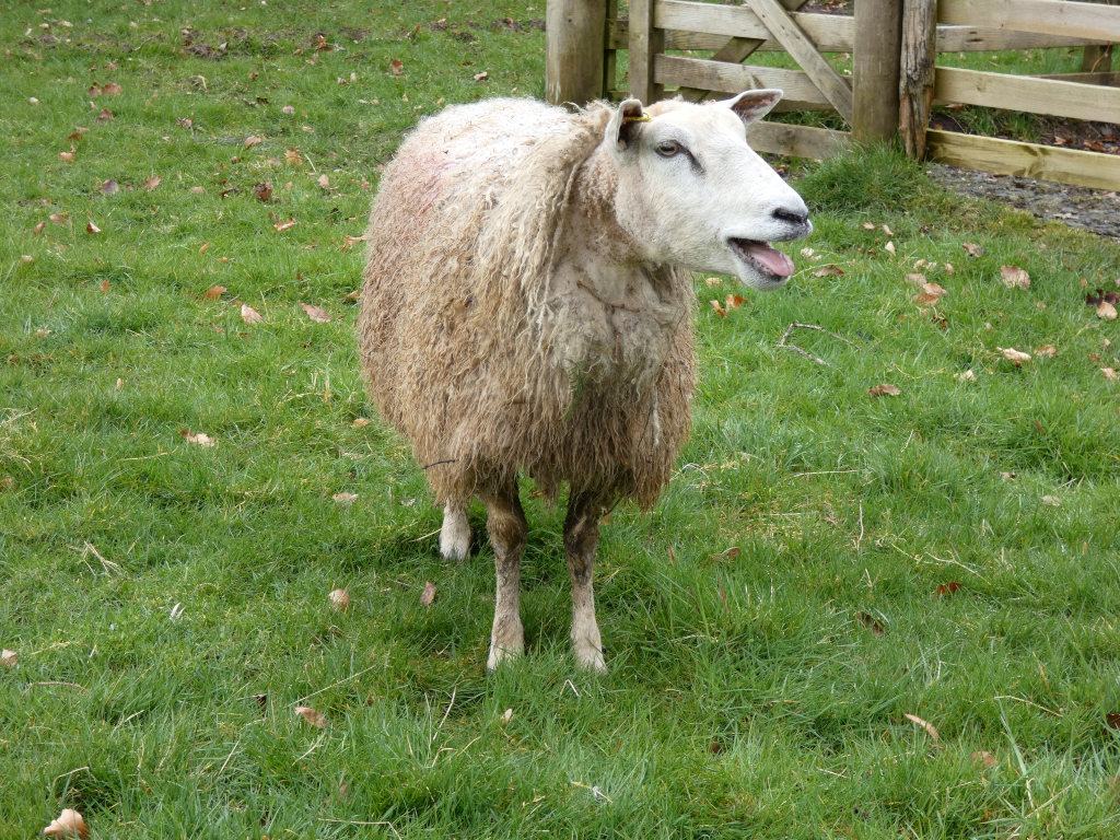Sheep standing in a grassy field near a wooden fence. The sheep has light brown, somewhat matted wool and appears to be bleating or calling out with its mouth open. The overall impression is one of a rural, pastoral scene.