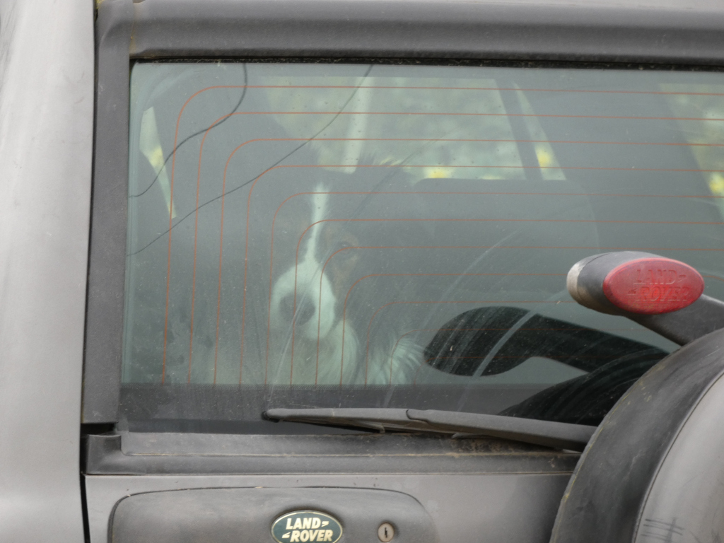 Border collie dog sitting in the back of a grey Land Rover. The dog is visible through the rear window, which is somewhat dirty and has a crack. The dog appears calm and is looking towards the camera. The Land Rover's logo is visible on the lower section of the rear.