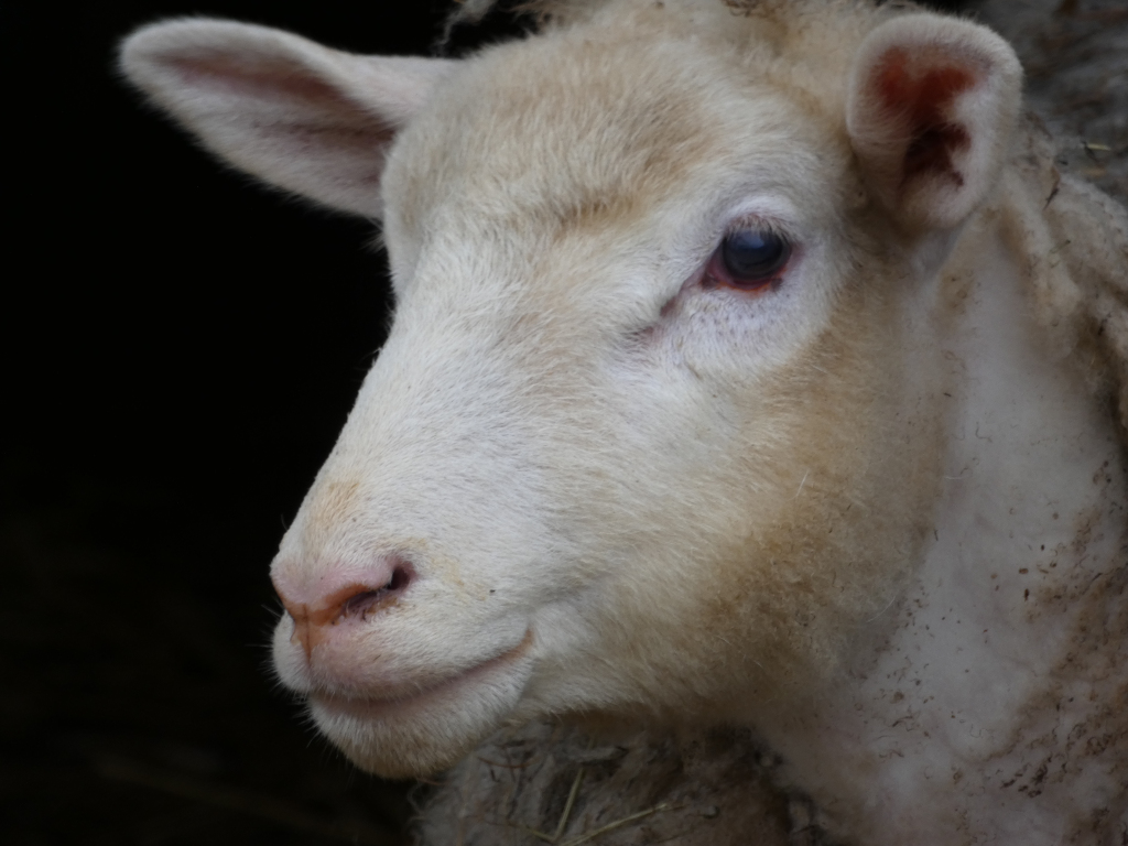 Close-up of a sheep's head and shoulders against a black background. The sheep is predominantly off-white or light beige, with some darker shading and dirt visible on its wool. The focus is sharp on the sheep's face, highlighting its expressive eye and soft muzzle.