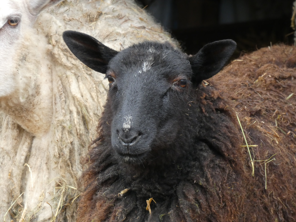 Close-up of a black sheep's face, partially obscured by a fluffy, light-coloured sheep to its left. The black sheep’s dark, woolly coat is prominent, and its face is clearly visible. The background is dark and indistinct.