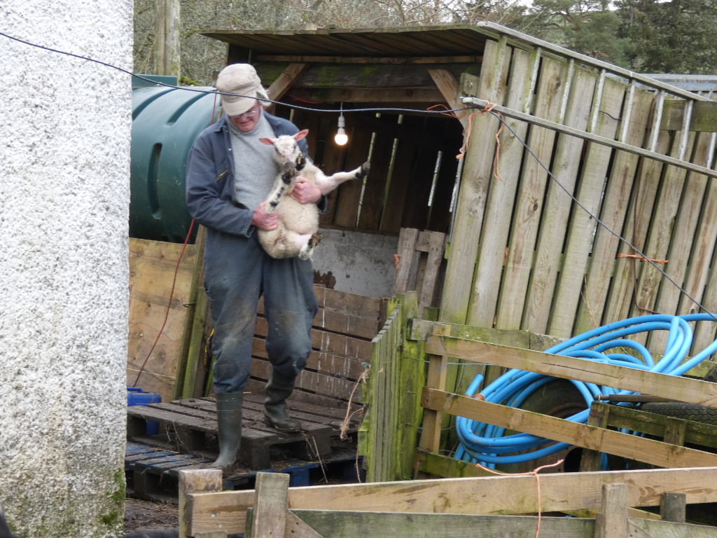 Charlie in work overalls holding a newborn lamb. He's standing outside a rustic wooden shed, which appears to be a makeshift lambing pen. There's a water tank visible and various farm implements and materials scattered around. The overall mood is one of rural life and animal husbandry. His expression is not fully visible, but his actions suggest care and concern for the lamb.
