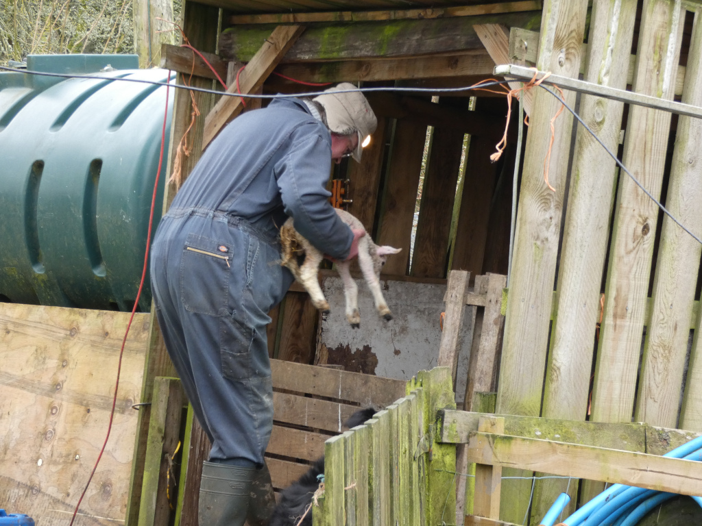 Farmer in overalls and rubber boots gently lifting a newborn lamb. He appears to be moving the lamb from one section of a rustic, wooden lambing pen to another. A large water tank is visible in the background, along with other elements suggestive of a farm setting. The overall mood is one of quiet farm work.
