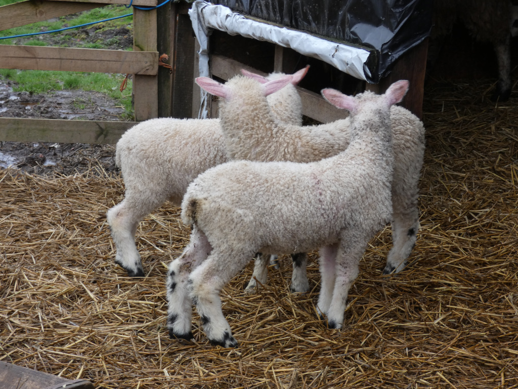 Lambs stand in a straw-filled pen, their fluffy white coats contrasting with the darker brown straw. They appear to be feeding from a trough partially obscured by a plastic covering attached to a wooden structure. The scene is rustic and suggests a farm setting.