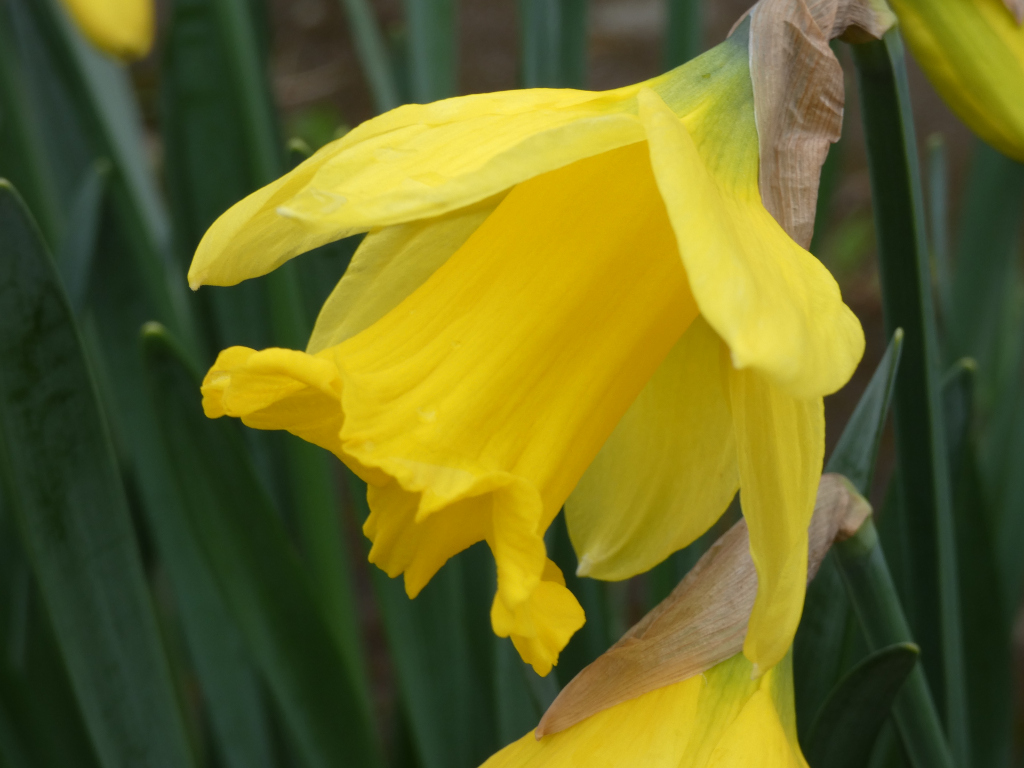 Close-up view of a bright yellow daffodil flower. The focus is sharp on the central bloom, highlighting its trumpet-shaped corona and delicate petals. The background is blurred, showing more daffodils and their long, dark green leaves.