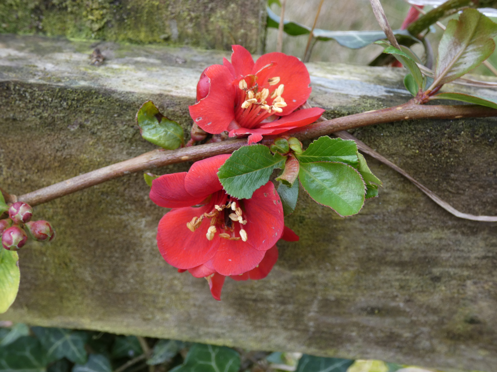Two vibrant red flowers, likely from a quince bush (Chaenomeles), blooming against a textured, mossy grey stone wall or fence. The branch of the bush, with its characteristic green leaves, extends across the wall. The focus is sharp on the flowers and immediately surrounding foliage, with the background slightly blurred. The overall impression is one of springtime vibrancy and the beauty of nature contrasting with a more rustic, aged backdrop.