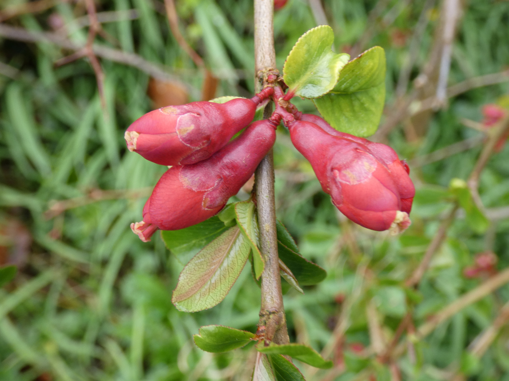 Close-up of three vibrant red flower buds clustered on a slender, brown stem. Surrounding the buds are small, bright green leaves. The background is blurred but shows a grassy, outdoor setting. The overall impression is one of springtime growth and natural beauty.