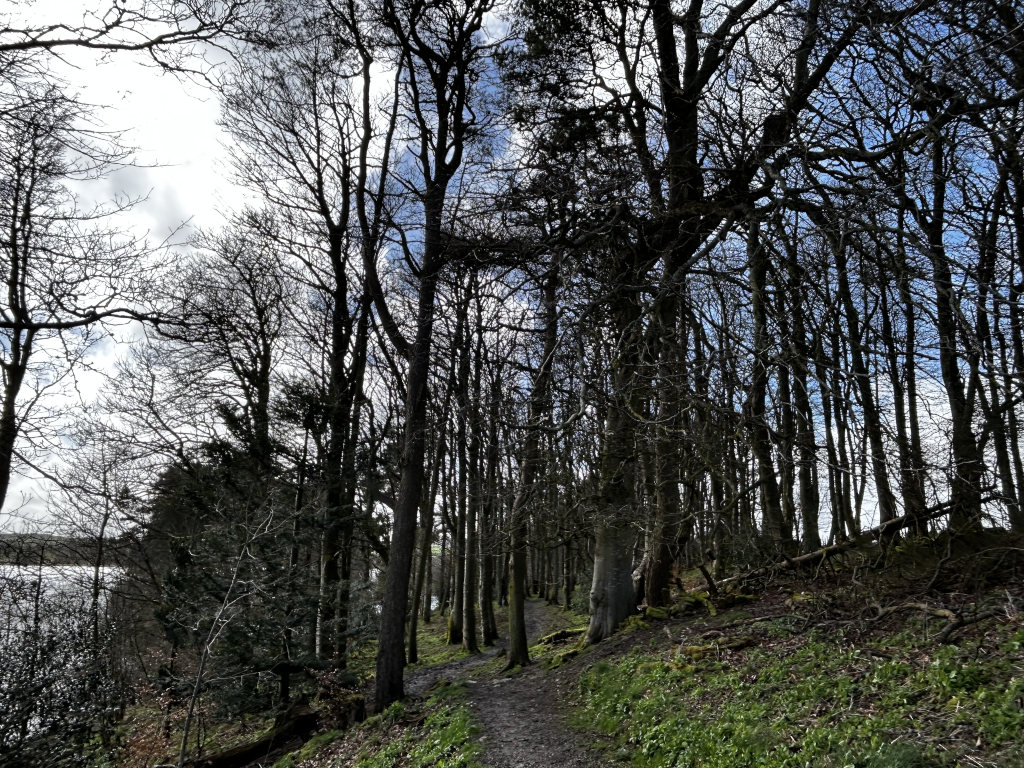 Dirt path winding through a grove of leafless trees. The trees are tall and slender, their branches reaching up towards a pale sky with some clouds. A body of water is visible in the background to the left. The overall impression is one of a tranquil, somewhat solitary woodland scene in late winter or early spring.
