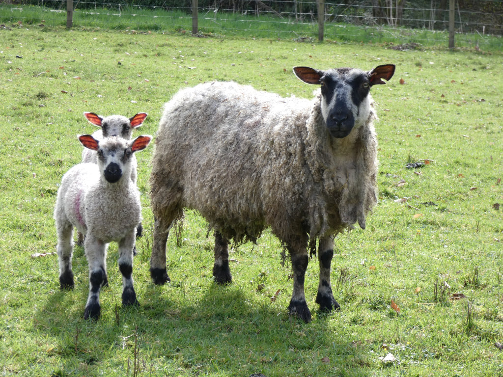 Ewe and her two lambs in a grassy pasture. The ewe has a mostly light gray fleece with dark legs and a black face. The two lambs are smaller versions of the ewe, also with dark legs. They are standing together, looking towards the viewer. The background shows a green field and a wire fence.