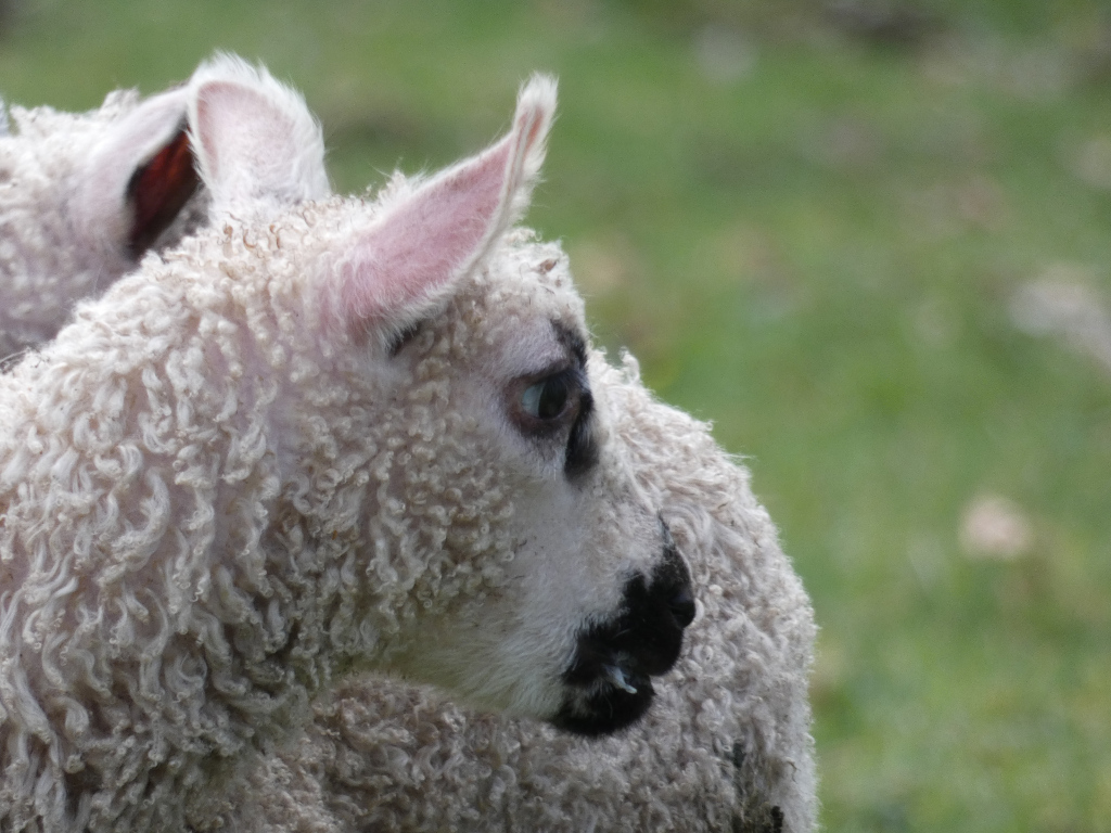 Close-up profile view of a young lamb, predominantly white with a small black patch around its mouth. The lamb's thick, fluffy fleece is the main focus, and it appears to be standing in a grassy field. Another lamb is partially visible in the background.