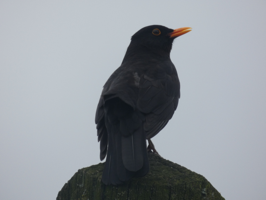 Blackbird, perched on a dark green, mossy post against a muted grey sky. The bird is predominantly black with a bright orange beak, and is viewed from the side, facing to the right of the frame. The overall mood is somewhat sombre and quiet due to the muted colours and overcast sky.