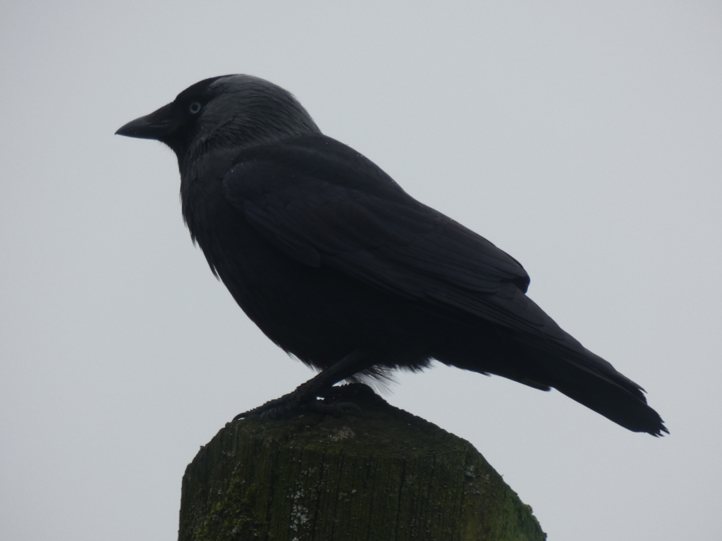 Jackdaw perched on a weathered, moss-covered wooden post against a muted, overcast sky. The bird is predominantly black, with a grey hood on its head. It's positioned in profile, facing to the left of the frame. The overall mood is sombre and somewhat stark due to the muted colours and the simple composition.