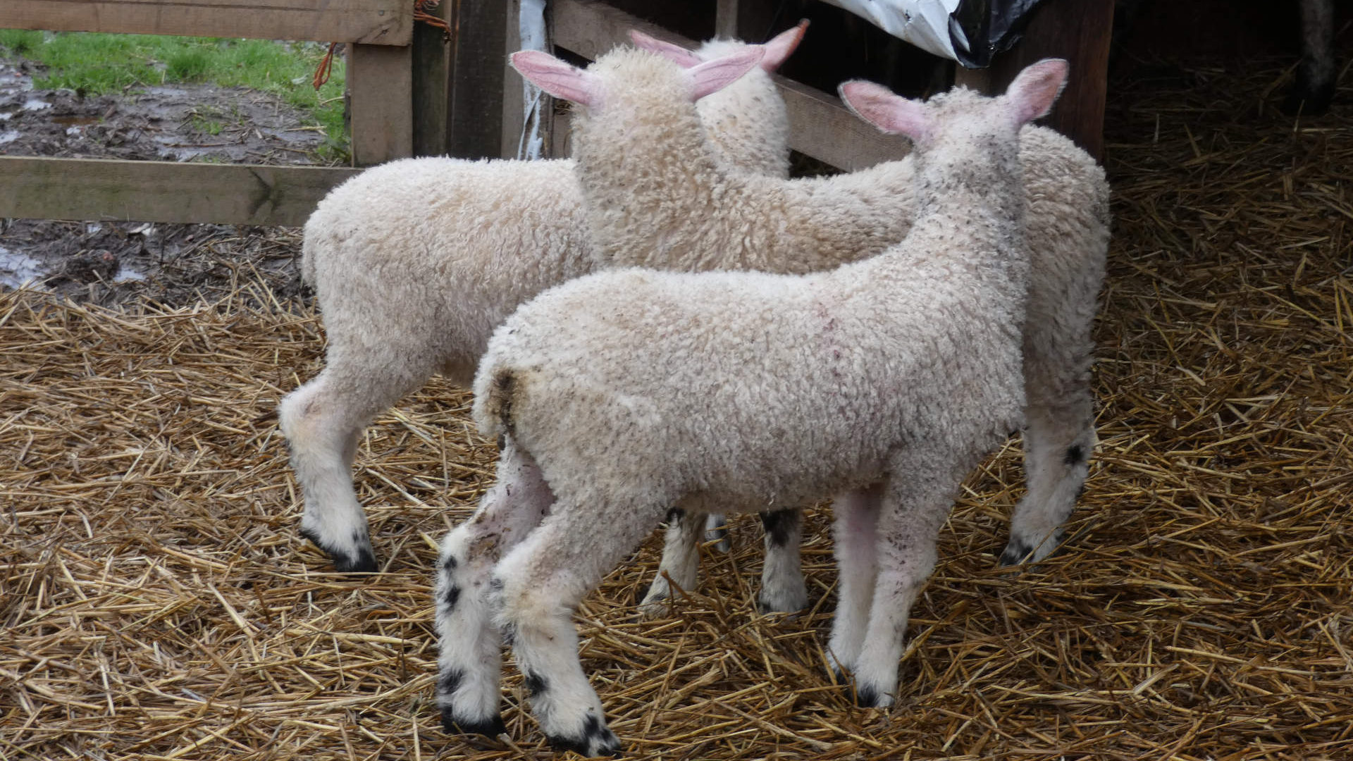 Three lambs standing close together in a straw-filled pen. They are viewed from behind, their fluffy white coats prominent. The lambs appear young and healthy, and their proximity suggests a sense of companionship or flocking behaviour. The overall setting is rustic and agricultural.