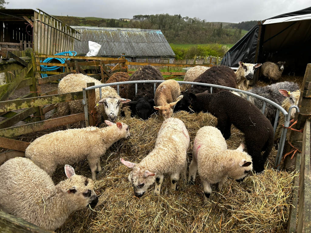 Flock of sheep, predominantly lambs, gathered in a circular feeding pen. The sheep are a mixture of colours and breeds – some are white or light cream, others are black. They are eating hay from the ground within the pen. The background includes farm buildings, fences, and a rural landscape under a cloudy sky. The overall impression is one of a typical farm scene, focusing on the animals and their environment.