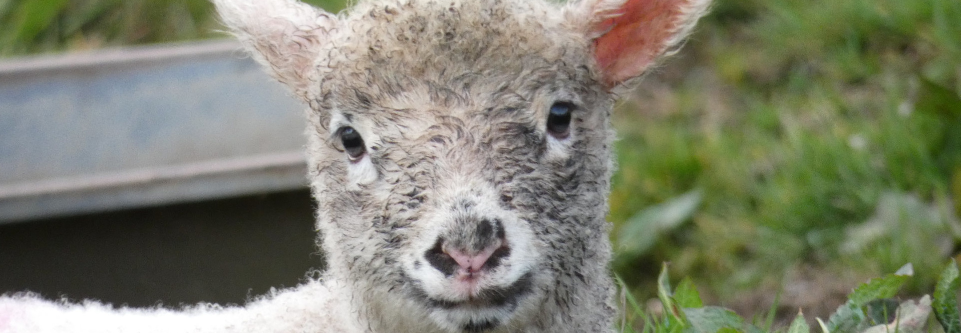 Close-up of a young lamb. The lamb is predominantly light grey with some darker grey patches, and its wool appears slightly wet or muddy. It has a pink nose and is looking directly at the camera. The background is blurry but shows green grass and a portion of what looks like a dark metal trough or container. The overall impression is one of innocence and vulnerability.
